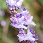 みかん農家のこだわりみかん栽培の日々