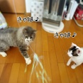 白駒と村尾は子猫と脳内子猫