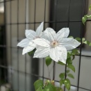 夏になったか、住吉でテニス♪