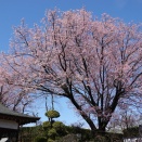 密蔵院の安行桜を見に行く2026