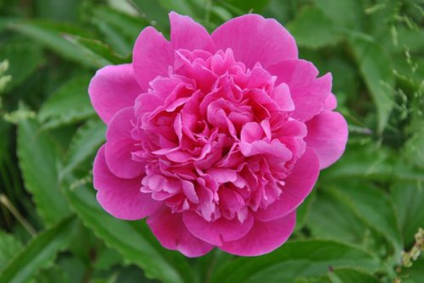 京丹後のおやじのうんちく日記 19世紀の味の店 芍薬