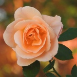 『若い人に教えてもらいながら働く』の画像