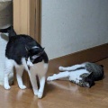 ３にゃん　２にゃん