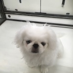 ペットショップワンラブ 神戸 ブルメール舞多聞店スタッフブログ