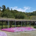 芝桜