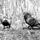 鳩