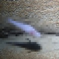新種の神秘的な魚が発見される！「悪魔の洞窟魚」の意味を込めた超絶カッコいい学名がこちらｗｗｗｗｗｗ