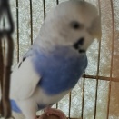 気になるインコの白ちゃん