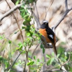 野鳥は可愛い♪ ２