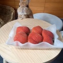 ジュースはいかが？