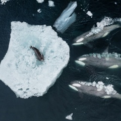 海の王者シャチ、氷上のアザラシを仕留める「波さらい戦術」