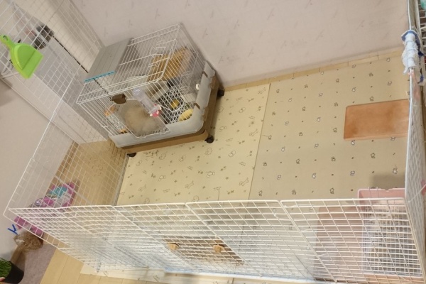 モカコーアロマうさにゃわんブログ うさぎ