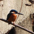 らんぼう窯風信