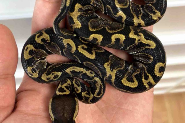 06 Shockwave 18年10月