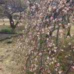 ひとひらの記録〜かぜのうた〜