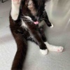 【動物病院】たま様、血尿で病院へ行くの巻。691ドル。94000円！？