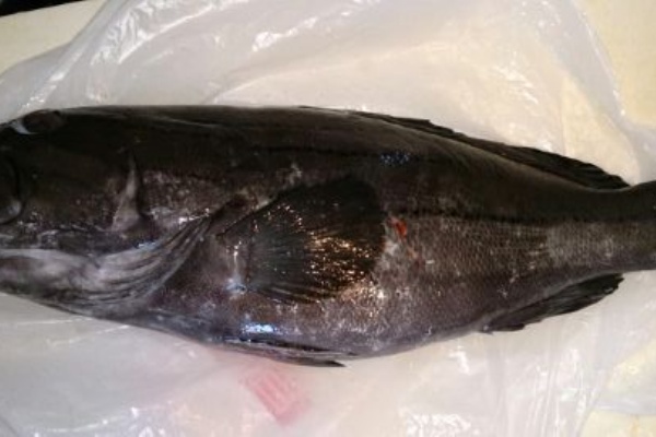 ハタの胡椒煮 魚喰い