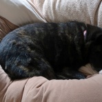 温泉めだかのブログ