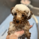 トイプードル　シャンプーカット