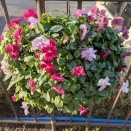 お手伝いした丸いハンギングバスケットの様子