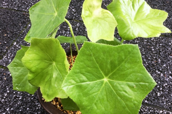 斑入り八角蓮 赤花 鉢ごと発送 株が沢山 斑入り八角蓮 赤花 鉢ごと発送 株が沢山 - メルカリ