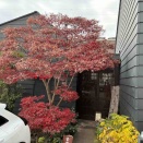 忙しかったので