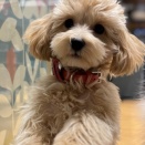 349017 マルプー(マルチーズ×プードル)