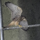 『投稿：猛暑を逞しく生き抜く野鳥4態　2024/09/03』の画像