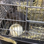 小動物コーナー
