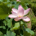 ハスの花！２