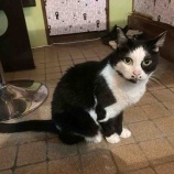 『Muddy Cat 定期便 5/31〜6/5』の画像