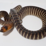 『新入荷！後半戦！！』の画像