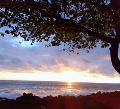 ハワイで見たヤモリたち