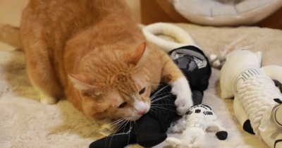 重いキッカーと猫。