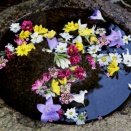 京都 盧山寺 花手水2025