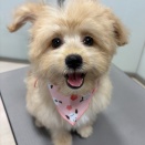 本日のトリミング🐾