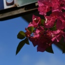 思い出のブーゲンビレア、とウォレス線の向こう、カメの島へ！その31。素晴らしい南国の花♪その1。