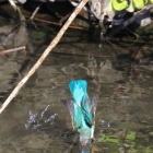 『投稿：BORG72FLによるカワセミトビもの②　2021/02/12』の画像