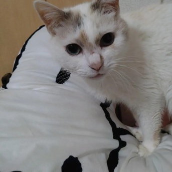 実物のﾈｺﾁｬﾝたちセカンド288