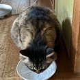 氷を見つめるマロちゃん
