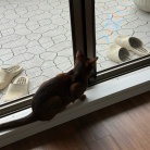 朝一番の猫たち