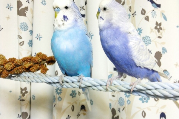 青空横蝶様ご確認 ブースターパック 異姫夢装編 神秘への道標 ｜ Z/X - Zillions