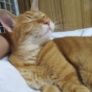 甘える猫