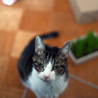 思い出　チビ　チー