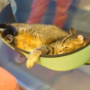 世界猫の日2026、現在のわがにゃ。