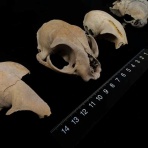 2010/3/パラノイア　