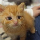 ふたりの時間差茶トラ子猫　20260502