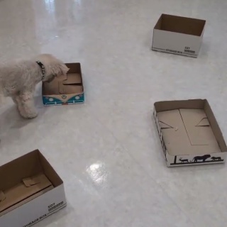 犬の幼稚園　アットホームblog