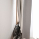 そのわがままは誰ゆずり？
