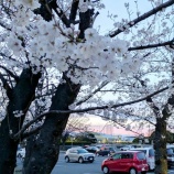 『落合公園の桜は満開までもう少し？4月6日までは桜まつりも開催中』の画像